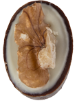 praline-walnuss-karamell