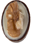 praline-walnuss-karamell